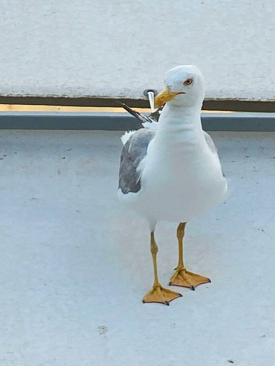 Фото Гостиницы Высокий берег Анапа 136